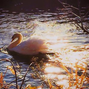 Path of Gold by Helen White